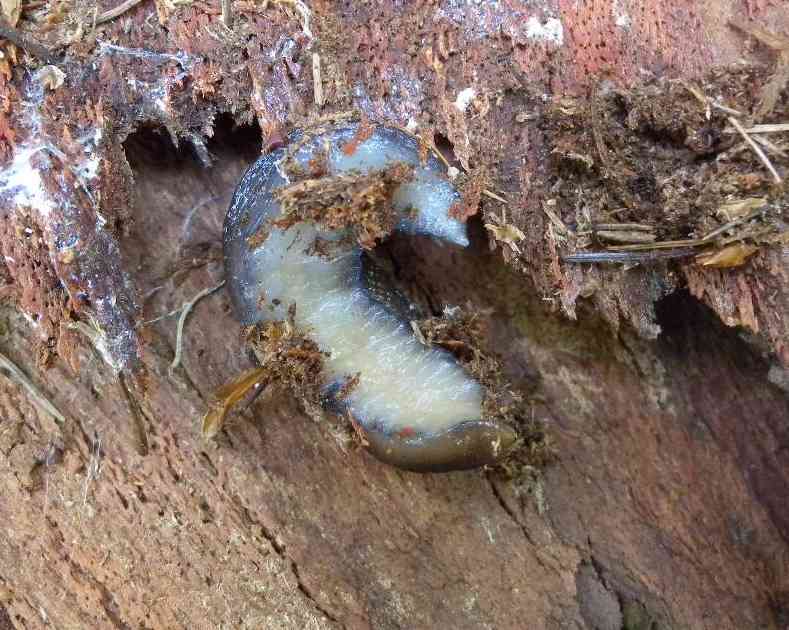 Limax alpinus da Mottarone (VB)